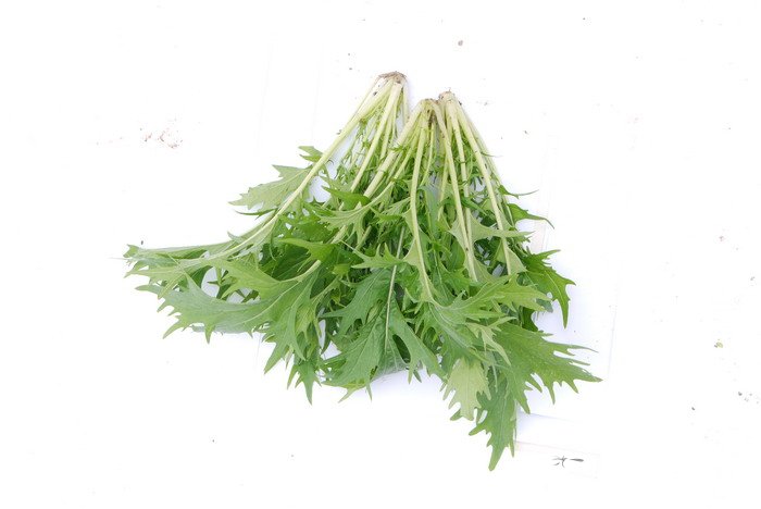 银丝菜Brassica juncea var. multisecta 银丝菜Brassica juncea var. multisecta