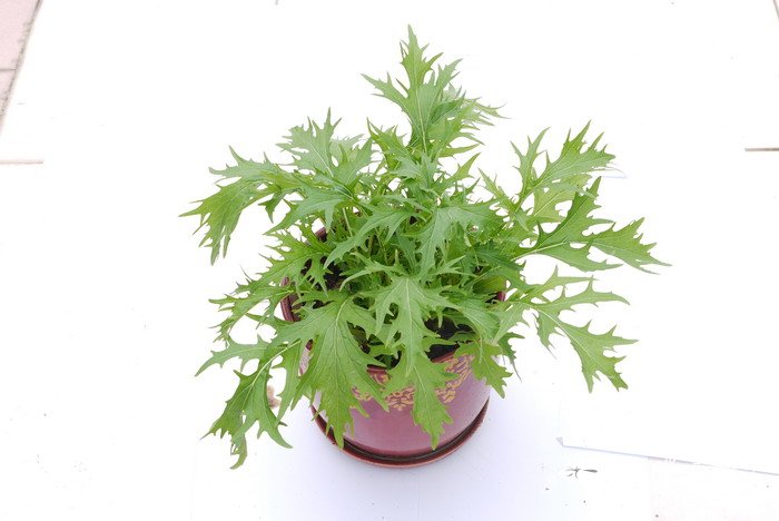 银丝菜Brassica juncea var. multisecta 银丝菜Brassica juncea var. multisecta