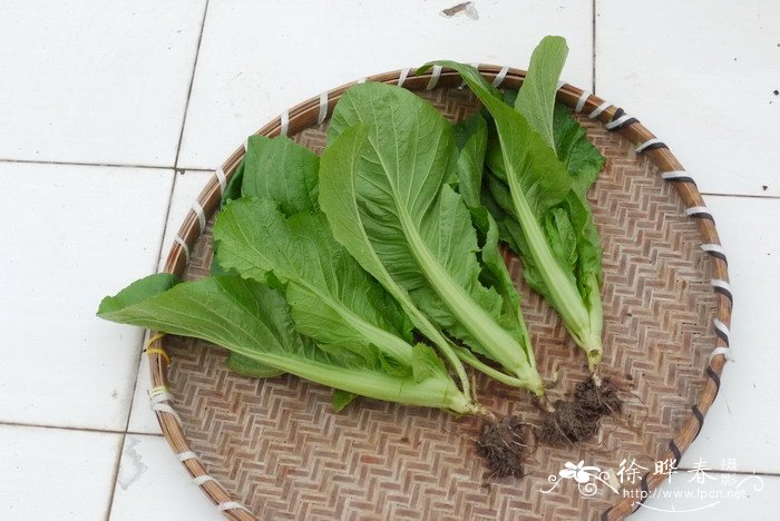 芥菜Brassica juncea