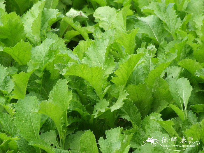 芥菜Brassica juncea 芥菜Brassica juncea