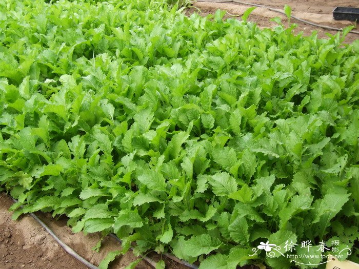 芥菜Brassica juncea 芥菜Brassica juncea