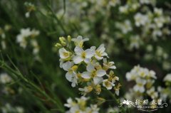 芥蓝 Brassica oleracea var. albiflora