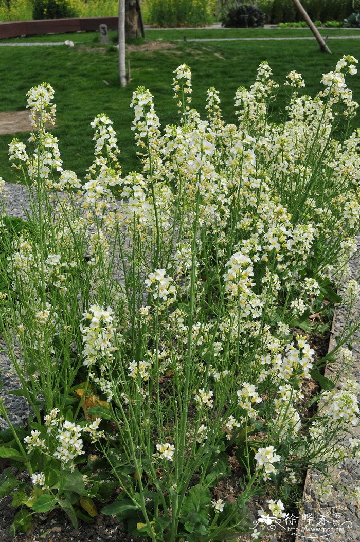 芥蓝 Brassica oleracea var. albiflora