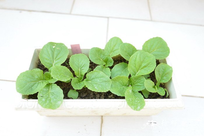 小白菜Brassica rapa var. chinensis 'Communis'