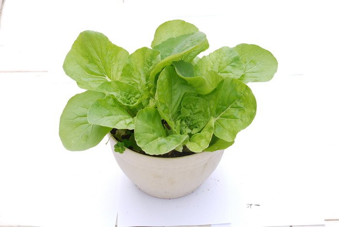 小白菜Brassica rapa var. chinensis 'Communis' 小白菜Brassica rapa var. chinensis 'Communis'