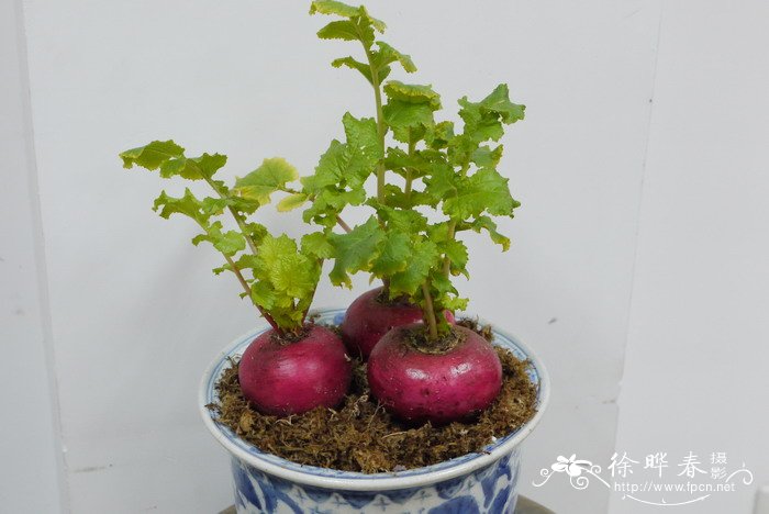 萝卜Raphanus sativus 萝卜Raphanus sativus