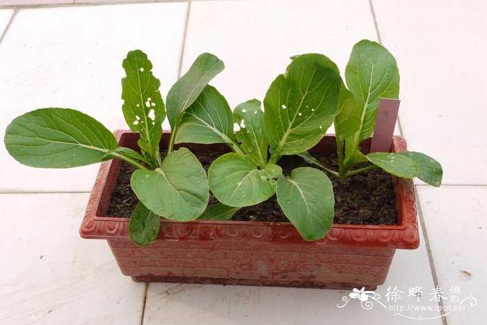 菜心Brassica rapa var. chinensis 菜心Brassica rapa var. chinensis