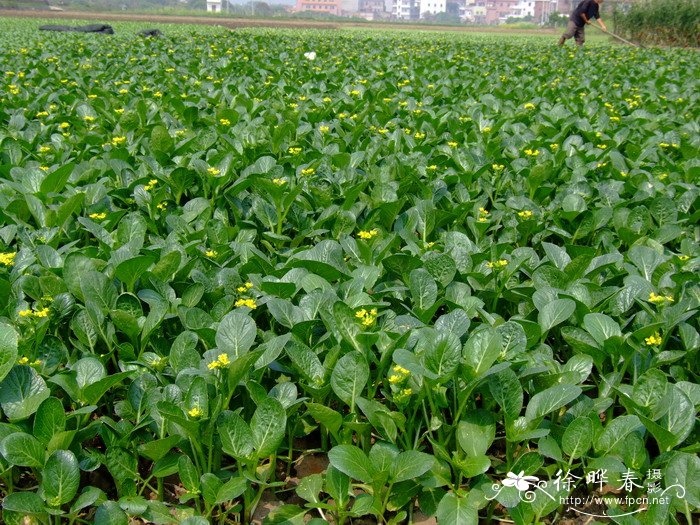 菜心Brassica rapa var. chinensis