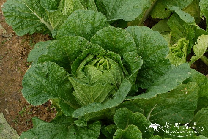 白菜Brassica rapa var. glabra 白菜Brassica rapa var. glabra