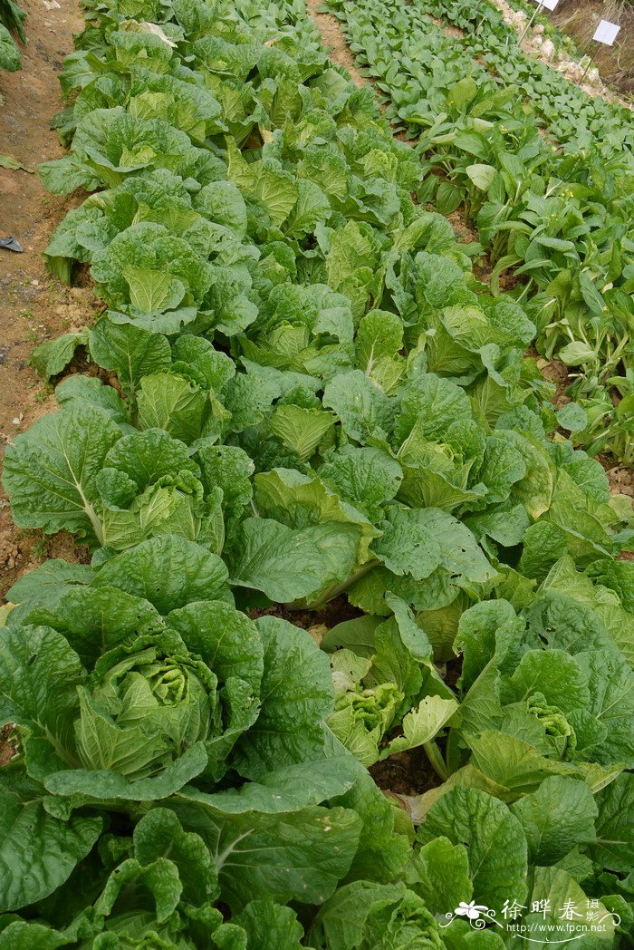 白菜Brassica rapa var. glabra 白菜Brassica rapa var. glabra