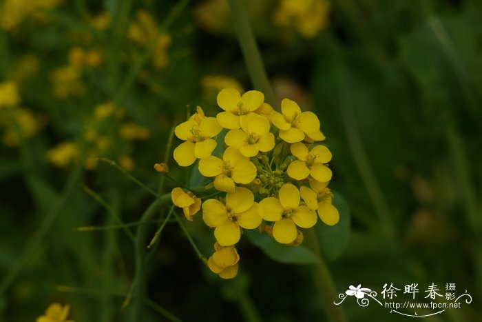 白菜Brassica rapa var. glabra 白菜Brassica rapa var. glabra