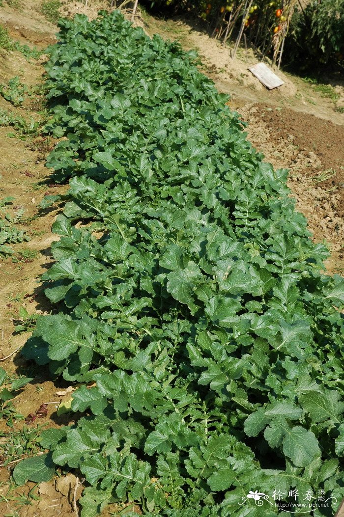 萝卜Raphanus sativus 萝卜Raphanus sativus