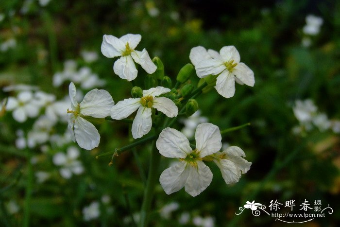 萝卜Raphanus sativus 萝卜Raphanus sativus