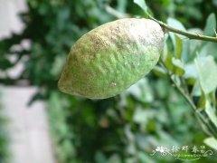 香橼Citrus medica