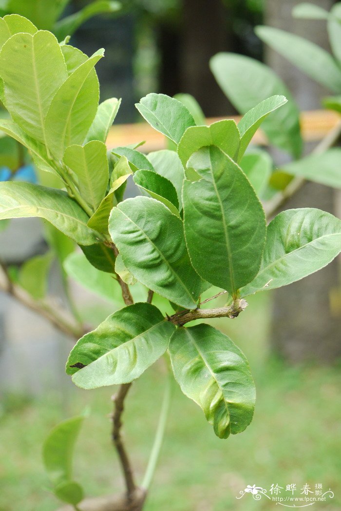 香橼Citrus medica 香橼Citrus medica