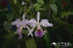 卡特兰栽培种Cattleya jenmanii var. coerulea Blue Marlin