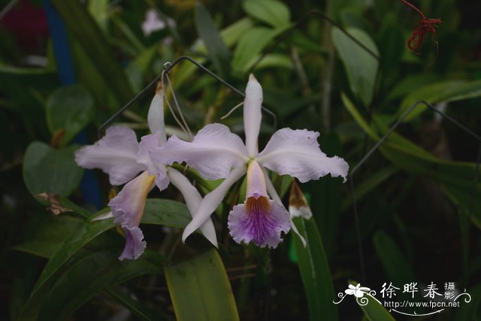 卡特兰栽培种Cattleya jenmanii var. coerulea Blue Marlin 卡特兰栽培种Cattleya jenmanii var. coerulea Blue Marlin