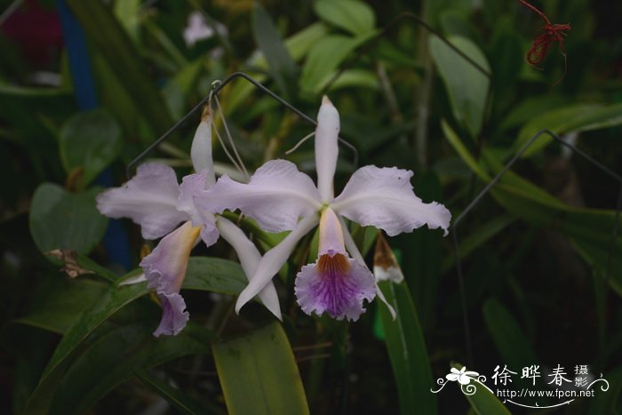 卡特兰栽培种Cattleya jenmanii var. coerulea Blue Marlin