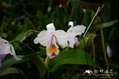 卡特兰原种Cattleya candida