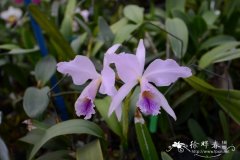 卡特兰栽培种Cattleya jenmanii var. coerulea 'Blue Marlin'