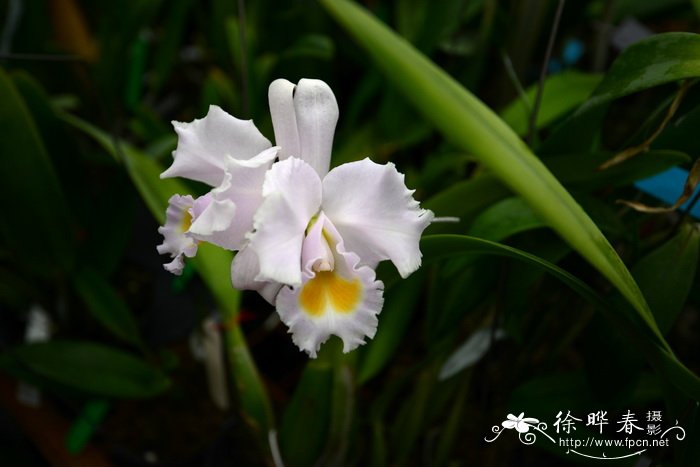 卡特兰原种Cattleya schroederae