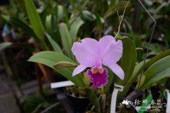 卡特兰原种Cattleya trianae