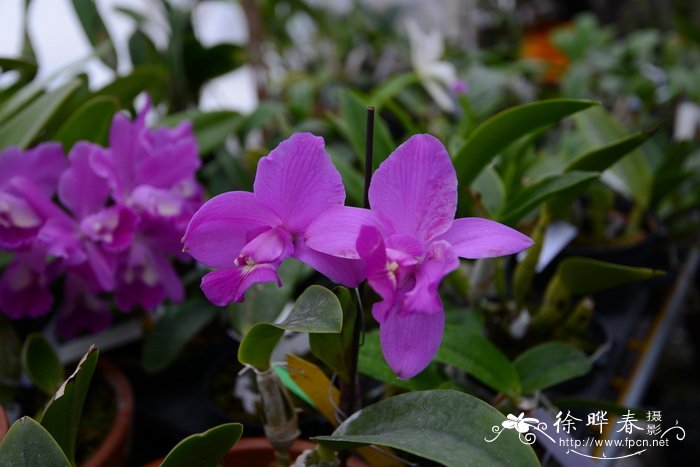 变色龙卡特兰品种Cattleya walkeriana 'Dayane wenzel'