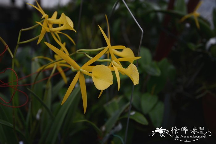 黄鸟杂交属兰花xBrassolaelia Yellow Bird