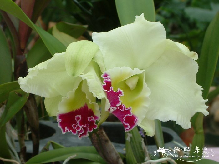 杂种卡特兰Cattleya hybrida