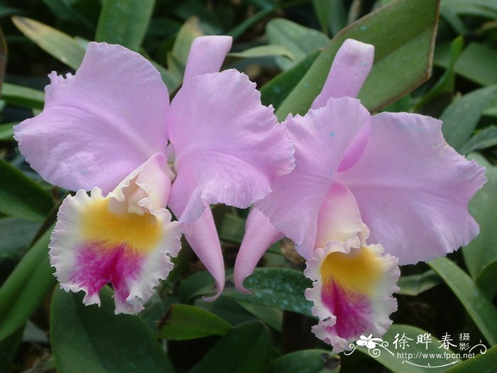 杂种卡特兰Cattleya hybrida