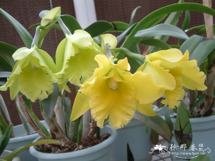 杂种卡特兰Cattleya hybrida