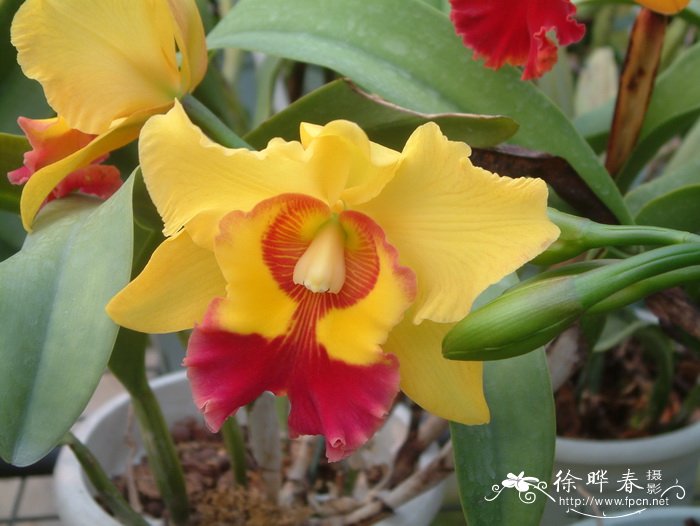 杂种卡特兰Cattleya hybrida