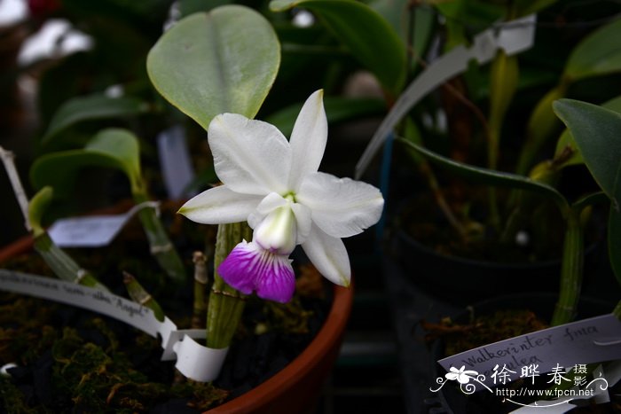 变色龙卡特兰品种Cattleya walkeriana var. semi-alba 'Angel' 变色龙卡特兰品种Cattleya walkeriana var. semi-alba 'Angel'