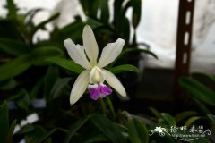 变色龙卡特兰Cattleya walkeriana