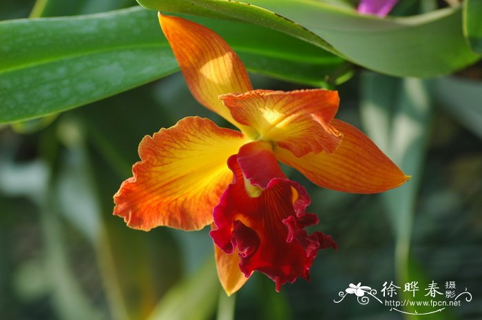 杂种卡特兰Cattleya hybrida