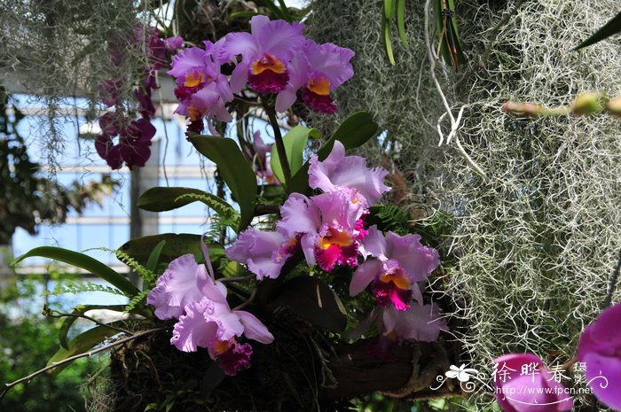 杂种卡特兰Cattleya hybrida 杂种卡特兰Cattleya hybrida