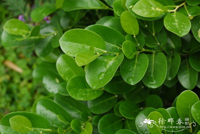 台湾白树Suregada aequorea 台湾白树Suregada aequorea