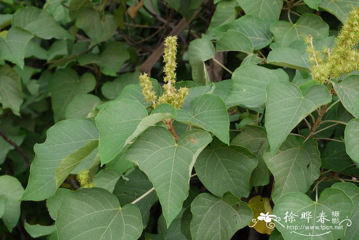 野梧桐Mallotus japonicus 野梧桐Mallotus japonicus