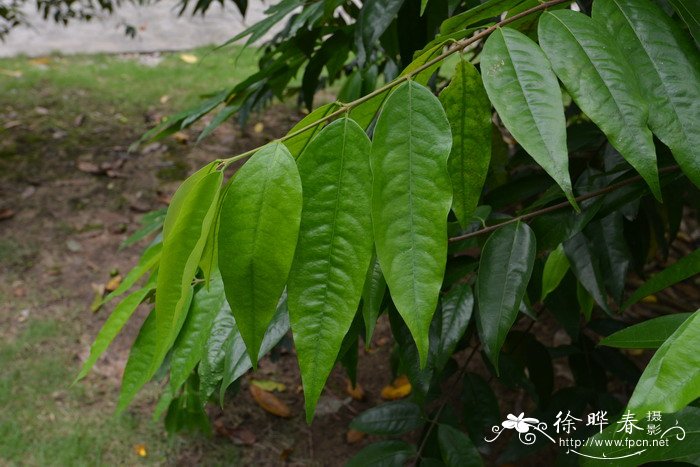 维安比木Whyanbeelia terrae-reginae 维安比木Whyanbeelia terrae-reginae