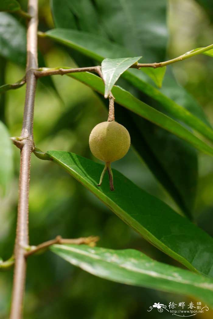 维安比木Whyanbeelia terrae-reginae