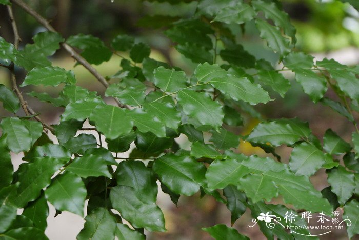 吐鲁胶Myroxylon balsamum 吐鲁胶Myroxylon balsamum