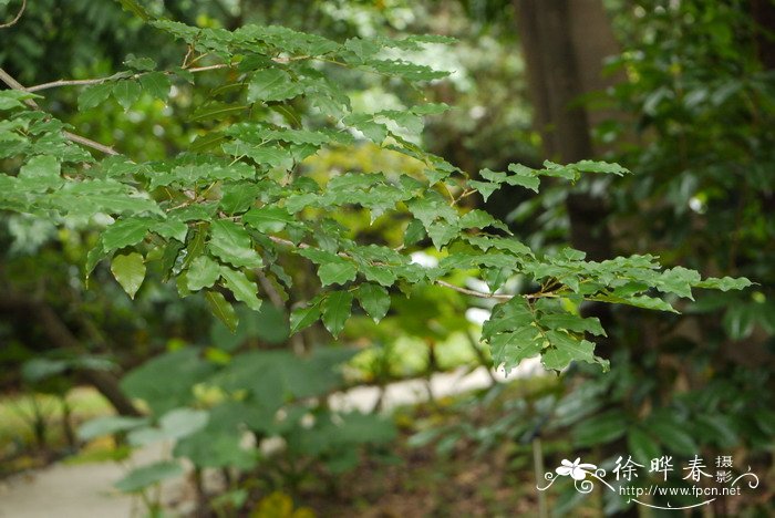 吐鲁胶Myroxylon balsamum 吐鲁胶Myroxylon balsamum