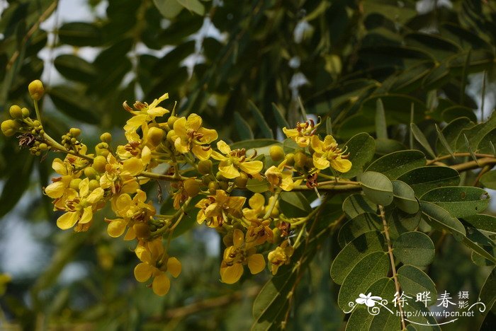 铁刀木Senna siamea 铁刀木Senna siamea