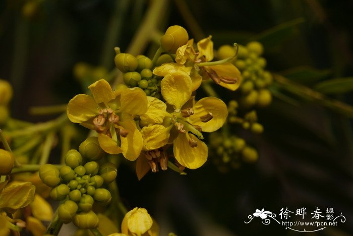铁刀木Senna siamea 铁刀木Senna siamea