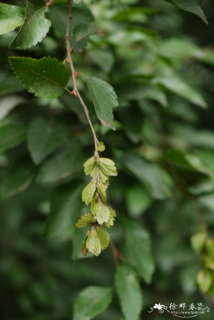 鹅耳枥Carpinus turczaninowii 鹅耳枥Carpinus turczaninowii