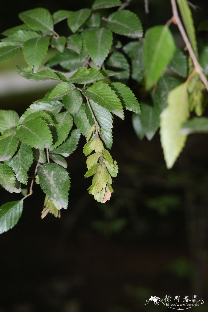 鹅耳枥Carpinus turczaninowii