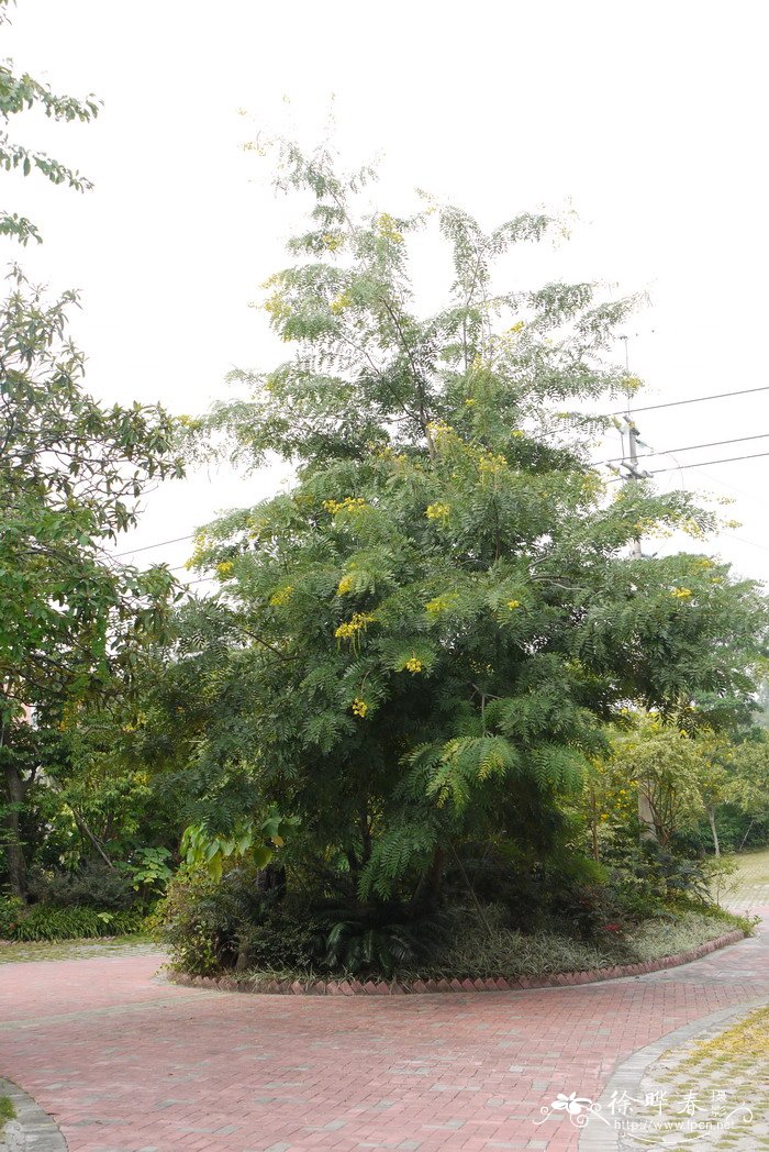 铁刀木Senna siamea 铁刀木Senna siamea