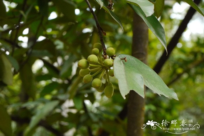 银钩花Mitrephora tomentosa 银钩花Mitrephora tomentosa
