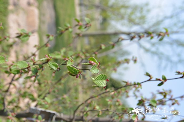 普陀鹅耳枥Carpinus putoensis 普陀鹅耳枥Carpinus putoensis