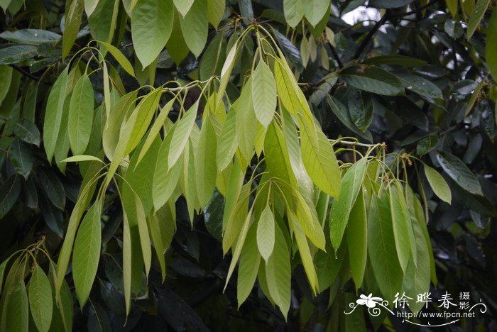 饭甑青冈Cyclobalanopsis fleuryi 饭甑青冈Cyclobalanopsis fleuryi